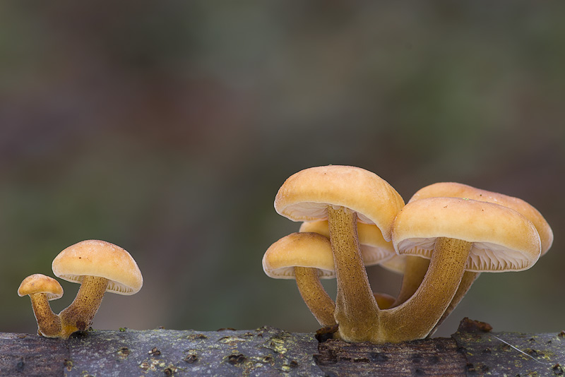 Flammulina velutipes